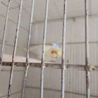 عروس هلندی|پرنده|اصفهان, ارداجی|دیوار