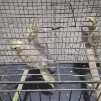 طوطی عروس|پرنده|محمدیه-قزوین, |دیوار