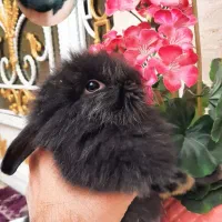 خرگوش مینی لوپ اصل|موش و خرگوش|قرچک, صالح آباد|دیوار