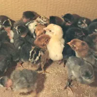 ۴۰ عدد جوجه زیبای گلین لری