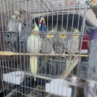 فروش عروس هلندی