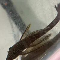 ماهی کت پوزبوته بال بلندمعاوضه باکت پوزه بوته ماده