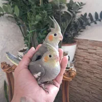 جوجه عروس هلندی سیامون نرم خور