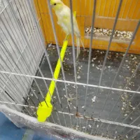 قناری نر|پرنده|مشهد, سعد آباد|دیوار