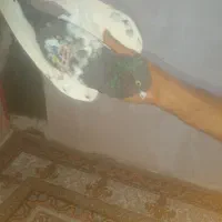 کبوتر|پرنده|زاهدان, |دیوار