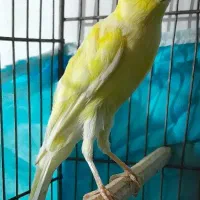 ۳عدد قناری مست|پرنده|بروجرد, |دیوار