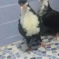 کبوتر جفت جوجه کرباتی