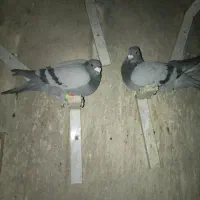 سه تا سبز|پرنده|خوسف, |دیوار