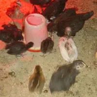 جوجه مرغ بومی تعداد محدود معاوضه با زنبور عسل