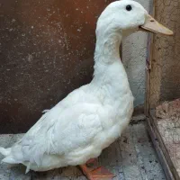 اردک