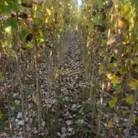 صنوبر نیقرا|خدمات پیشه و مهارت|کشاورز, |دیوار