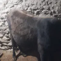 گاومحلی|حیوانات مزرعه|کلاترزان, |دیوار