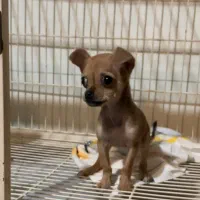 شیواوا سگ جیبی|سگ|کرج, عظیمیه|دیوار