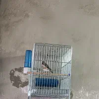 سهره|پرنده|سنندج, |دیوار