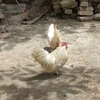 مرغ و خروس تزیینی
