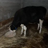 سیمنتال ۱۵ ماهه تلیسه