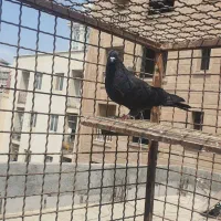 زاغ پرشی|پرنده|بندرعباس, |دیوار