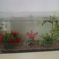 آکواریوم با تمام لوازم مفت معاوضه