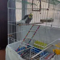عروس هلندی 1300رمعاوضه