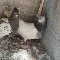 کبوتر کله الماسی