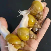 حلزون سوپر مولد اچاتینا