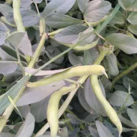 باقله|گل و گیاه طبیعی|کازرون, |دیوار