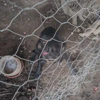 توله سگ|سگ|گلی داغ, |دیوار