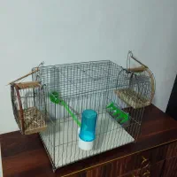 قفس سهره با دو عدد تک داو نونو هستن