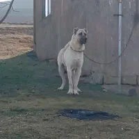 حیوون سرابی ۱۳ماهه عالی