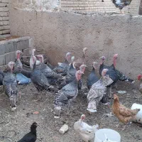 بوقلمون نروماده