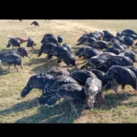 بوقلمون|حیوانات مزرعه|شیراز, حومه شیراز|دیوار