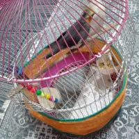 یک جفت عروس هلندی|پرنده|کوچصفهان, |دیوار