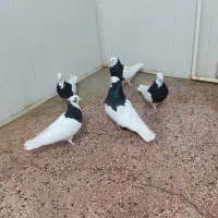 طوق سیاه  قیمت توافقی