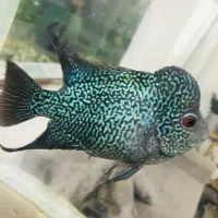 ماهی فلاور بالغ هد دار خوشرنگ|ماهی|پاکدشت, پاکدشت (مامازند)|دیوار