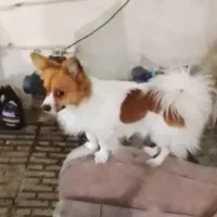 پامرین روباهی(پنج ملیون)