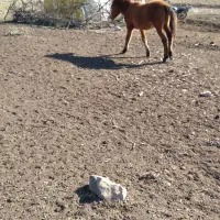 فروش|حیوانات مزرعه|مینودشت, |دیوار