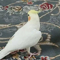 یگ عددعروس هلندی نرسوخنگو