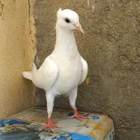 طوقی نر شکلاتی