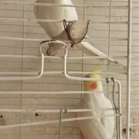 عروس هلندی|پرنده|اصفهان, جاوان|دیوار