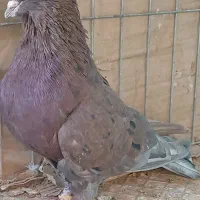 کبوترپرشی گرویی