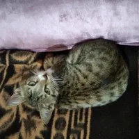 گربه خانگی