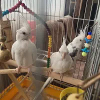 عروس هلندی جفت|پرنده|شیراز, جمهوری|دیوار