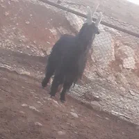 چپش یا پازن ترکی|حیوانات مزرعه|شیراز, شهرک قمشه|دیوار