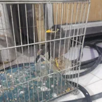 مرغ‌مینا‌سخنگو‌۲عروس‌یک‌ساله‌سره‌۳عدد‌بخون