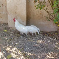 خروس فونیکس سفید تاج میل|حیوانات مزرعه|رودهن, |دیوار