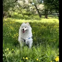 سگ سامویید‌