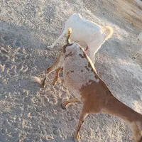 کهره ،بره ، بز ،میش زاییده|حیوانات مزرعه|میناب, |دیوار