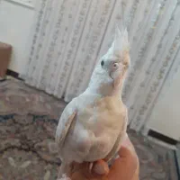 عروس هلندی گم شده