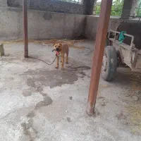 سگ پیتبول نر ۱۵ماهه