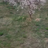 باغ